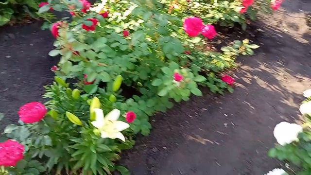 Лето ,жара. Июль . Как живут в деревне. (1) смотреть онлайн