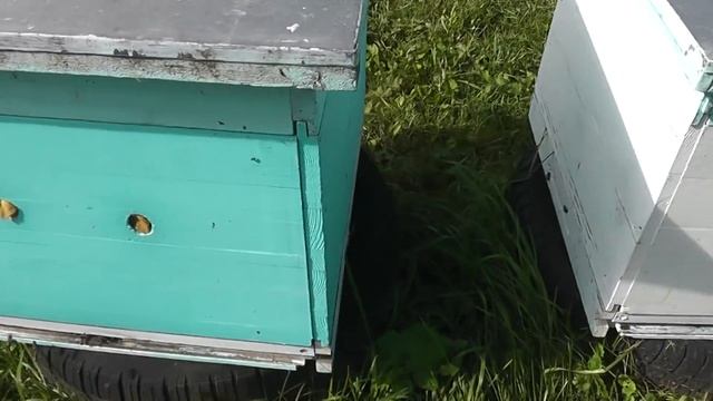 Испытываете страх пчелиного воровства? Я нет. смотреть онлайн