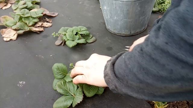 Зачистка и первая обработка клубники весной смотреть онлайн