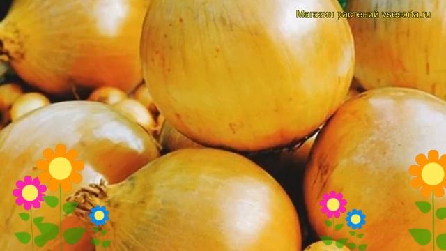 Лук репчатый Сеншейн Желтый. Краткий обзор, описание характеристик Senshu Yellow смотреть онлайн