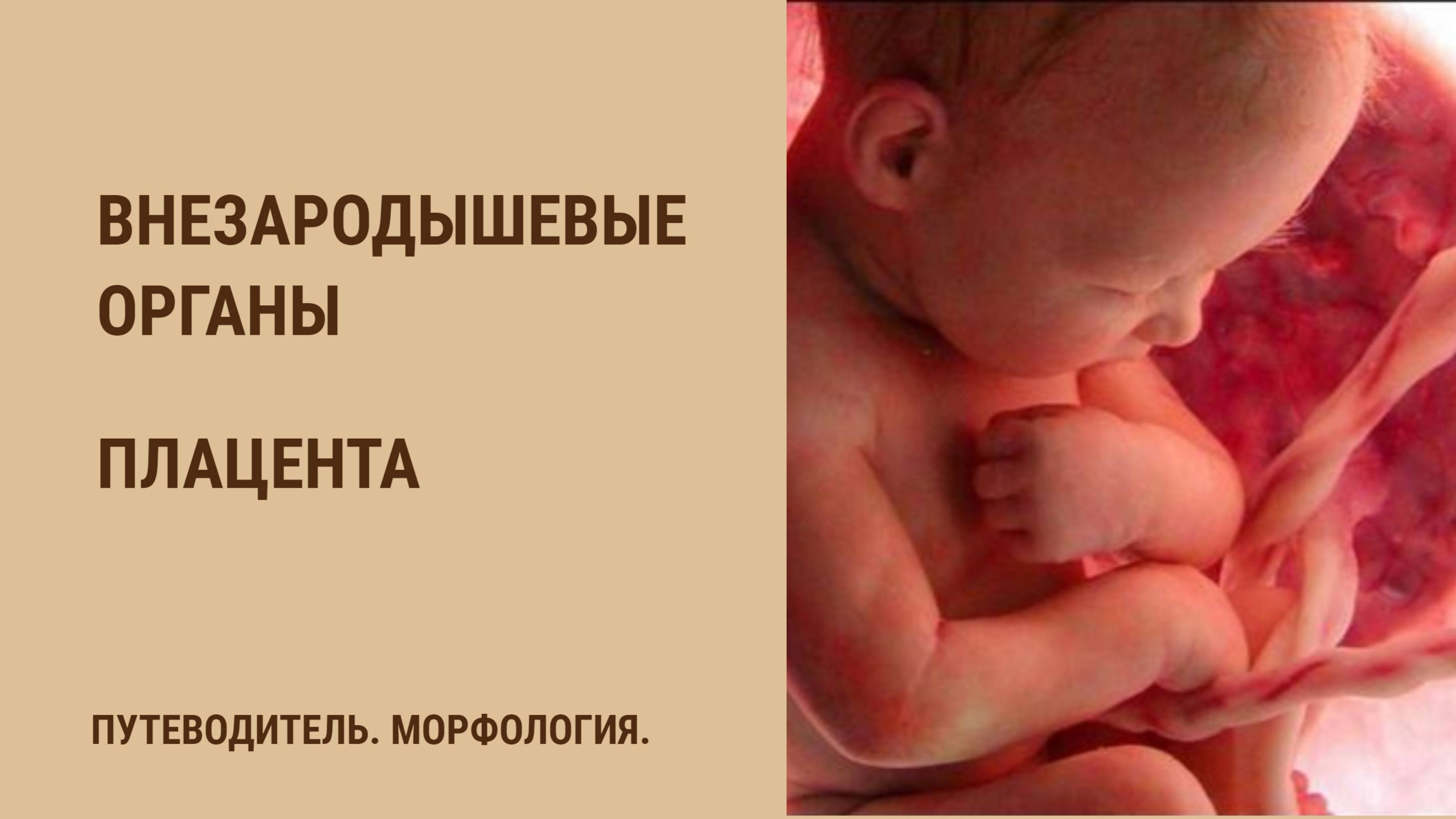 Внезародышевые органы. Плацента смотреть онлайн