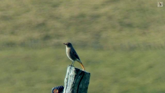 Chant du ROUGEQUEUE NOIR - chants d'oiseaux смотреть онлайн