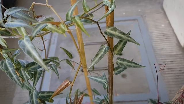 Cissus Amazonica & Cissus Discolor(Javana) | Plants and Plants смотреть онлайн