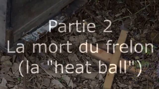 Mise à mort du frelon asiatique par les abeilles смотреть онлайн
