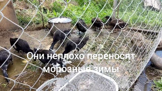 УТКИ ИНДИЙСКИЙ БЕГУНОК #DUCKS INDIAN RUNNER смотреть онлайн