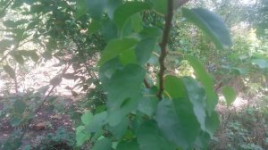 VID_20240905_094651.mp4