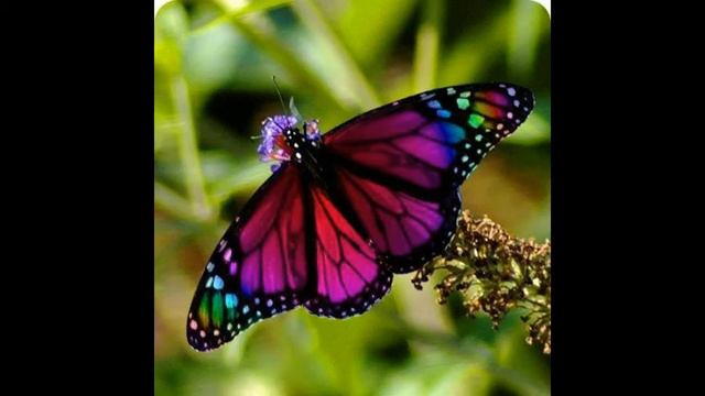 А как вы думаете бабочки имеют рот? смотреть онлайн