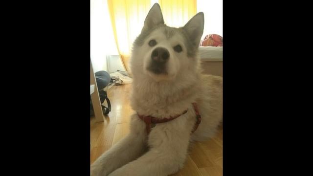Хаскомут - это метис хаски и маламута смотреть онлайн