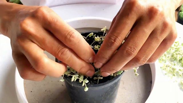 How to propagate and care for Crassula little missy #sedum Little missy #succulent # plants смотреть онлайн