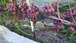 Сорт винограда Маникюр Фингер японской селекции.