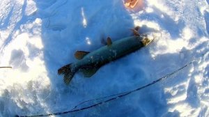 Щука на жерлицы и в косынки!!! Зимняя рыбалка 2022!!!