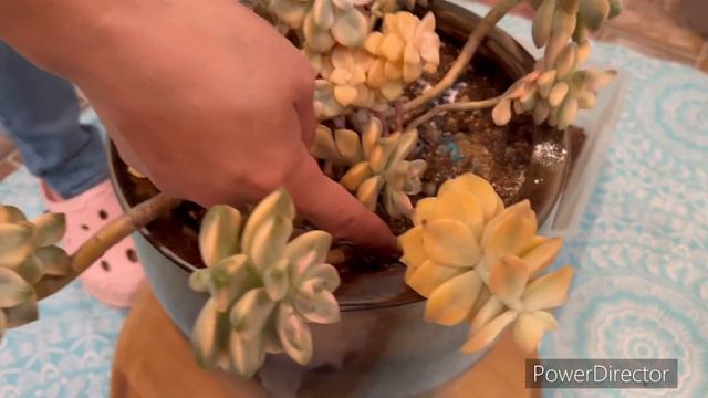 Graptoveria Titubans Variegated ,it Is Very Beautiful And Nice .😊 I Love It 🥰