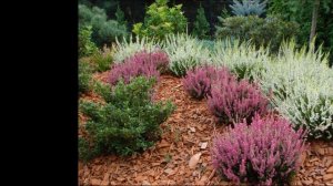 БОРДЮРНЫЕ ЦВЕТЫ ?МНОГОЛЕТНИКИ ДЛЯ БОРДЮРА