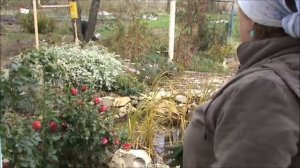 Копаю картошку из Магнита. Что на участке в октябре