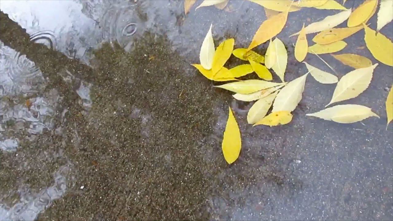 Скажи же мне снова... (музыка: Э.Туниянц "О ней поют поэты") смотреть онлайн