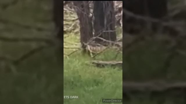 Возможно это был сумчатый волк, который считается вымершим смотреть онлайн