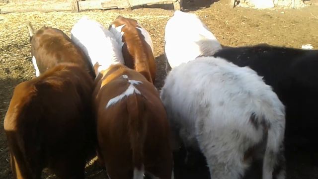 Жизнь в селе#Казахстан#Закладываем пшеницу на семена. смотреть онлайн