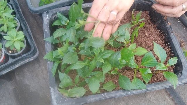 мой опыт черенкования вегетативных георгин.