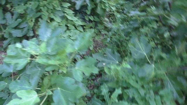 Инжир, слабый рост ,причины .21 смотреть онлайн