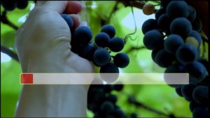 Караоке Виноградная косточка