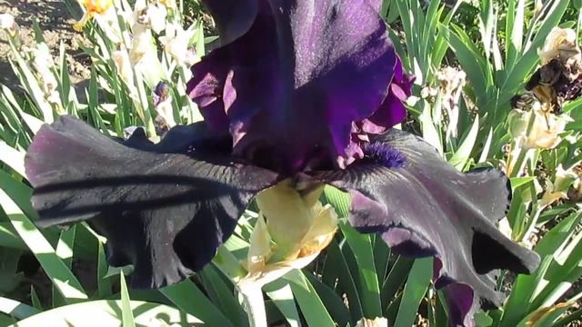 Хелло Даркнесс. Ирис высокий бородатый. смотреть онлайн