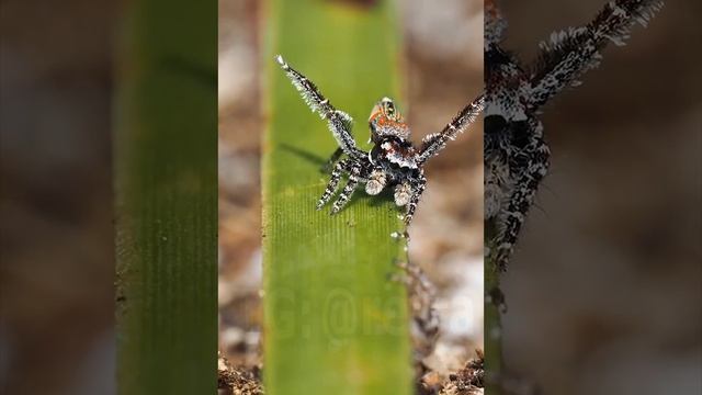 Танец паука-павлина Maratus aquilus смотреть онлайн