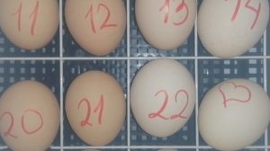 Наш режим инкубации куриных яиц /Инкубатор Несушка 36 яиц. Часть 2