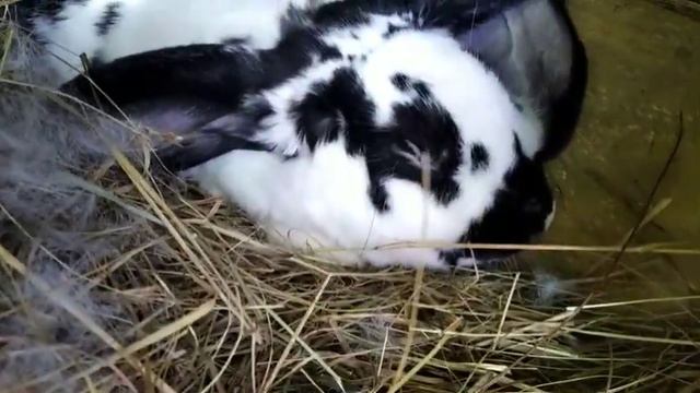 Много Новых Кроликов! Лика окролилась! Новая парочка Рексов! Кролики породы французский баран и Рек смотреть онлайн
