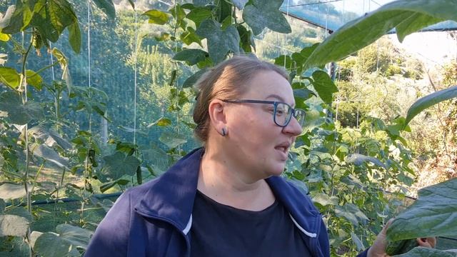 ЧТО ЖЕ БЫЛО В НЕАПОЛЕ - ДЕЛА ОГОРОДНЫЕ смотреть онлайн