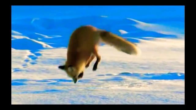 как лисы охотяца на мышей и это смешно!:3 смотреть онлайн