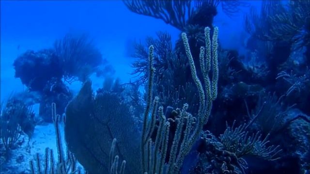 Cayo Coco Scuba Diving Olympus TG-3 HD April 2015 смотреть онлайн