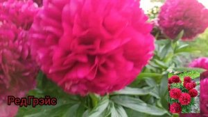 Пион Ред Грэйс. Peony Red Grace. Цветение 2022#пионы#цветениепионов#цветоводство