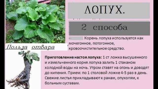Лопух корень лечебные свойства/КОРНИ ЛОПУХА ПОМОГУТ ВАМ ИЗБАВИТЬСЯ ОТ МНОГИХ БОЛЕЗНЕЙ ./Отвар корен смотреть онлайн