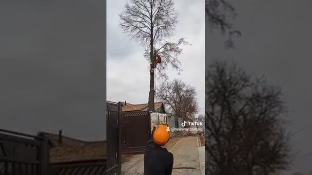 Спилить липу оказалось довольно просто. смотреть онлайн