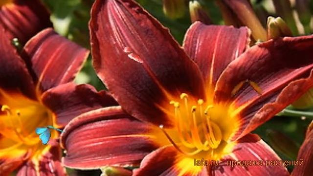 Лилейник гибридный Блэк Принц (hemerocallis) ? обзор: как сажать, луковицы лилейника Блэк Принц смотреть онлайн