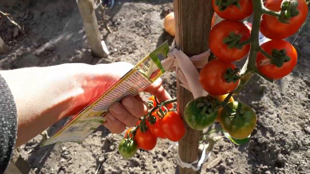 🍅СОБИРАЮ ТОМАТЫ - КУЛЕМА, СЕРДЦЕЕДКА, СИБИРСКОЕ ЧУДО, БИЙСКИЙ РОЗАН, НАСТЕНЬКА, 14 СЕНТЯБРЯ 2023. смотреть онлайн