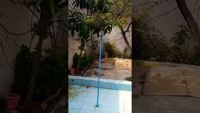 Dog Flower plant | rabbit flowers plant And More Different flowers смотреть онлайн