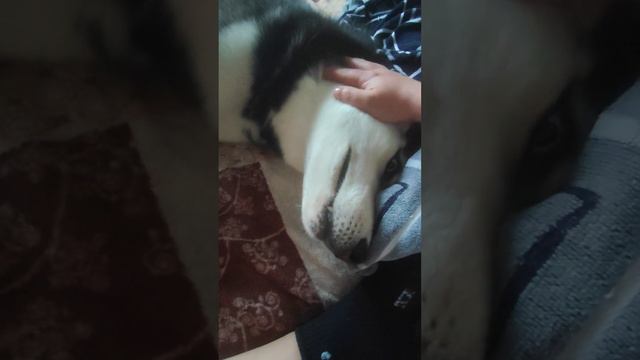 Пришёл на диван почихать !#хаски Арес смотреть онлайн