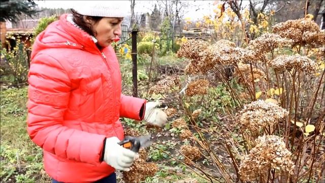 Обрезка древовидной гортензии осенью. sadovymir.ru смотреть онлайн