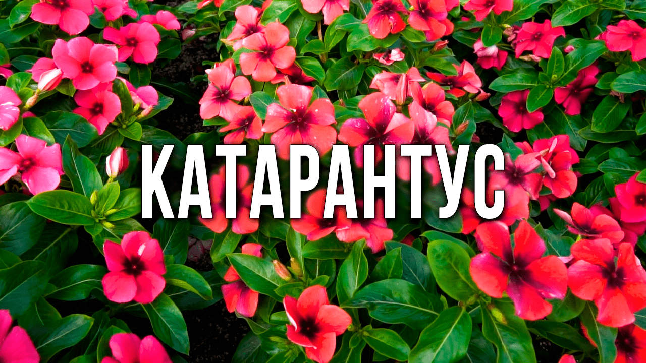 Катарантус из семян. Выращивание катарантуса в саду и домашних условиях. смотреть онлайн