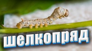 Христианские рассказы о живой природе-» Тутовый шелкопряд» | истории о животных и птицах  для детей