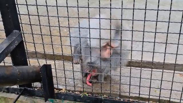 Джонни обрадовался встречи) Тайган смотреть онлайн