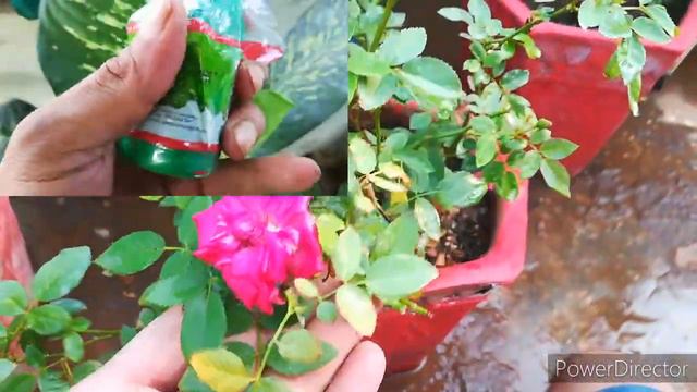 गुलाब के लिए जैविक कीटनाशक Best Organic Insecticide For Spider Mites and Thrips on Roses смотреть онлайн