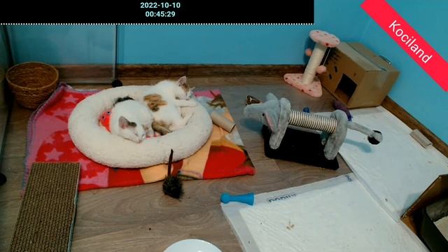 LIVE: Java i Perl смотреть онлайн