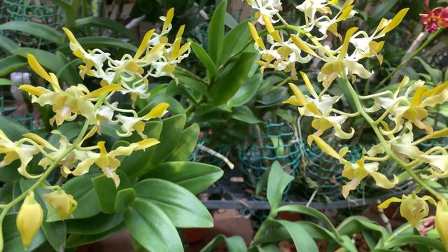 Garden tour | New blooms | Orchids | Phalaenopsis | Dendrobium | Vanda | cattleya | Oncidium смотреть онлайн