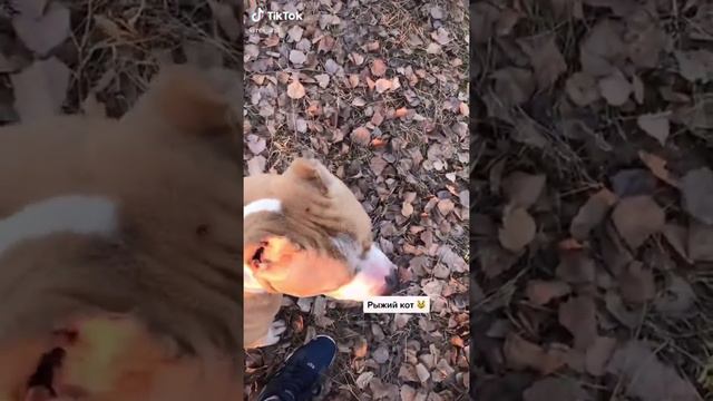 Топ видео о породе амстафф! смотреть онлайн