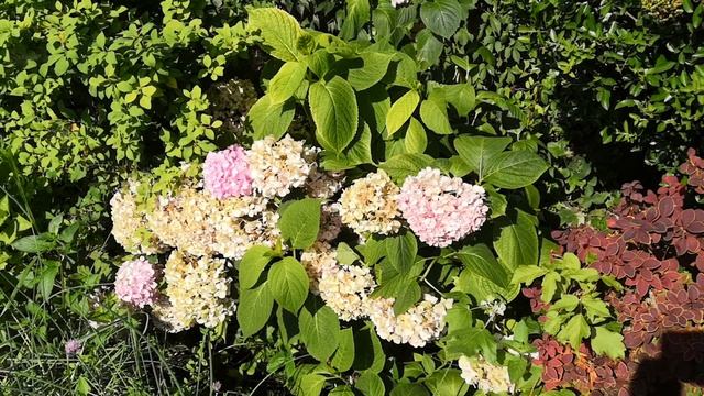 Не высаживайте гортензии на солнечные места смотреть онлайн