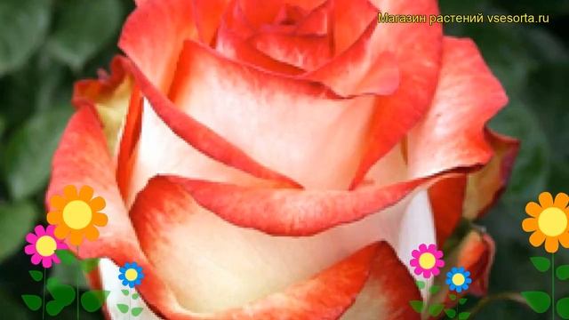 Роза чайно-гибридная Блаш. Краткий обзор, описание характеристик, где купить саженцы Blush смотреть онлайн