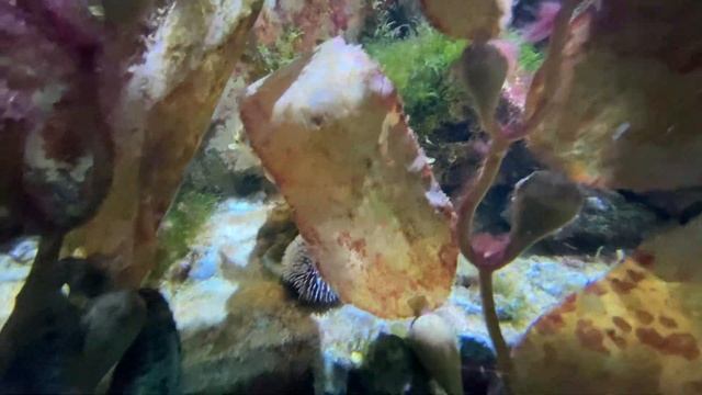 Океанографический музей в Монако. Oceanographic Museum - Musee Océanographique de Monaco смотреть онлайн