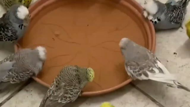 How The Budgie's Color Changed From Green To The Colors We See Now?